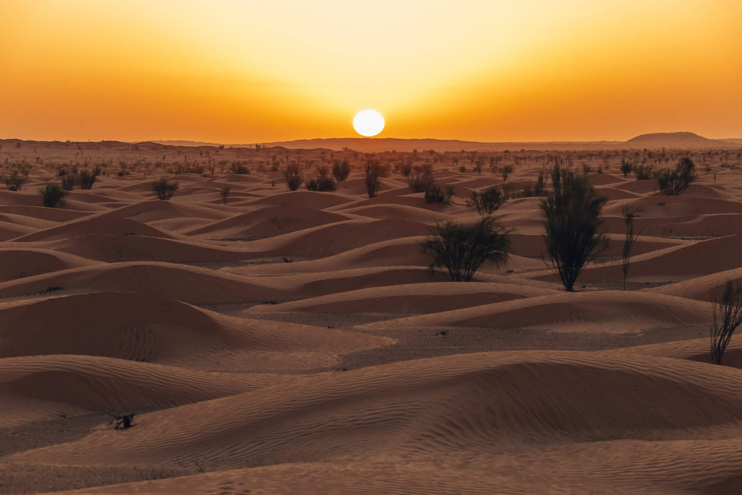 Oasis de Ksar Ghilane